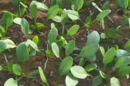 大顺气吸油菜播种机效果
