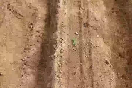大顺气吸萝卜白菜出苗效果