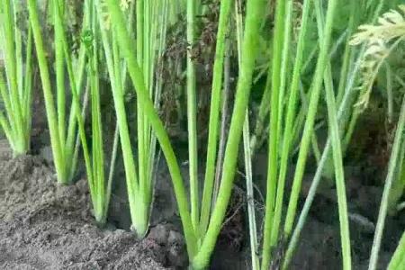 大顺气吸胡萝卜播种机种植效果