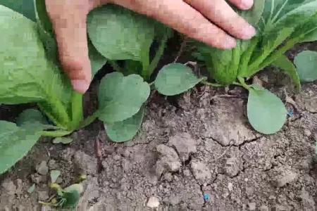 大顺气吸菠菜播种机效果