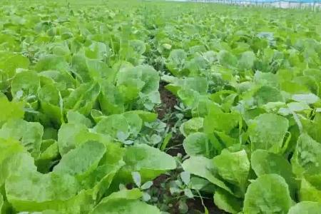 大顺气吸蔬菜播种机介绍