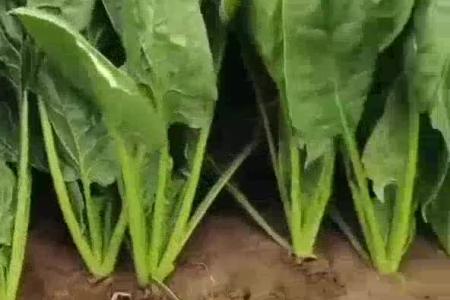 大顺气吸菠菜播种机效果