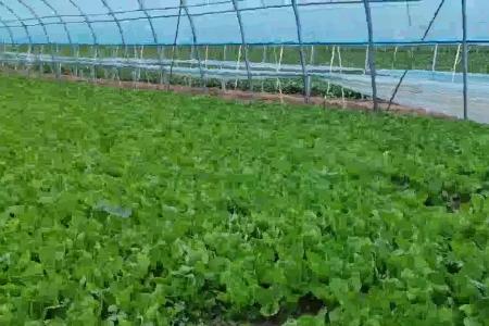 大顺大棚叶菜播种机效果