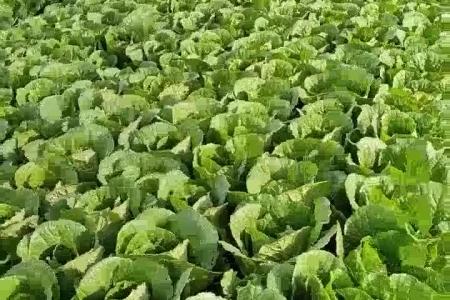 大顺气吸娃娃菜播种机效果