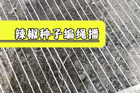 凯若特数控种子编织机 萝卜编绳机 操作简单