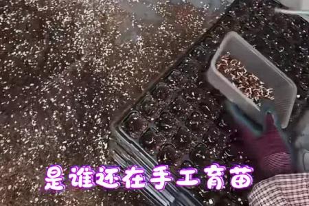 凯若特手工播种VS育苗机，差别在哪