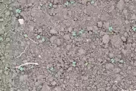 大顺平地气吸油菜播种机播种效果