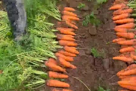 大顺气吸胡萝卜播种机效果