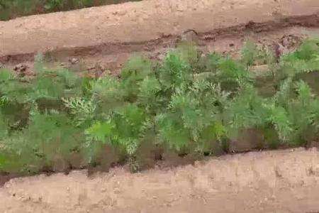 大顺两垄四行气吸胡萝卜播种机效果