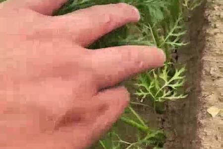 大顺大型气吸胡萝卜播种机效果
