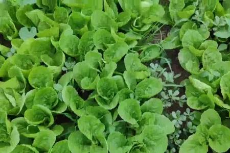 大顺气吸油菜播种机效果