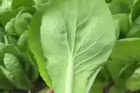 大顺大棚气吸油菜播种机效果