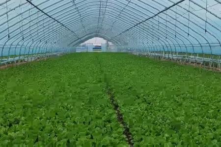大顺气吸大棚蔬菜播种机效果