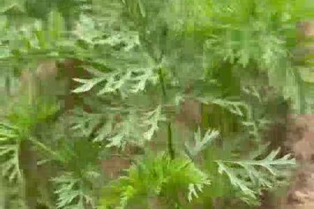 大顺气吸胡萝卜种植效果