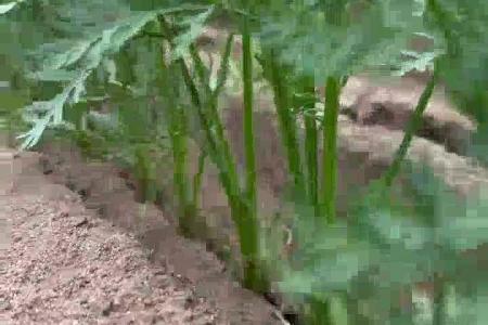 大顺气吸胡萝卜种植效果