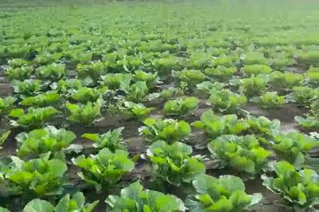 大顺气吸白菜播种机效果