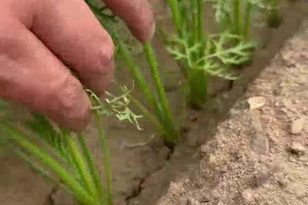 大顺气吸蔬菜播种机应用