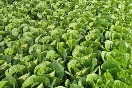 大顺气吸娃娃菜播种机效果