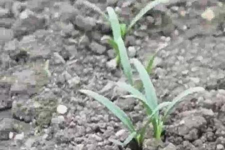 大顺气吸叶菜播种效果