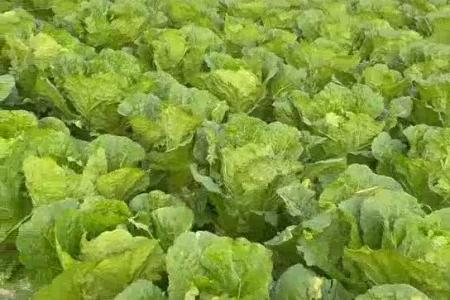 大顺气吸娃娃菜播种机效果