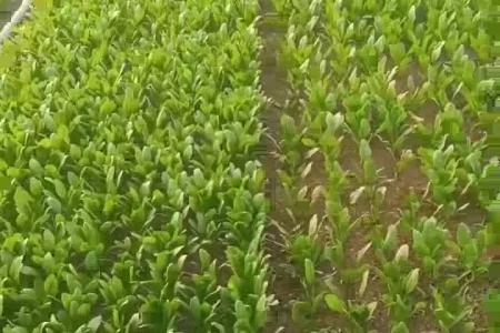 大顺气吸香菜播种机大棚种植效果