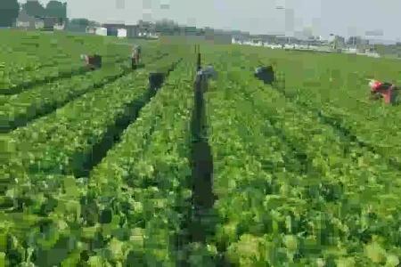 大顺气吸蔬菜播种机效果