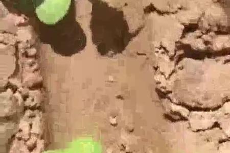 大顺气吸萝卜白菜出苗效果