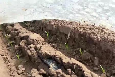大顺气吸蔬菜播种机出苗效果