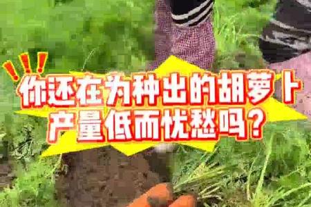 大顺气吸胡萝卜播种机介绍