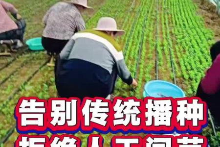 大顺气吸大棚叶菜播种机