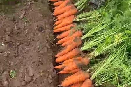 大顺气吸胡萝卜播种机应用案例