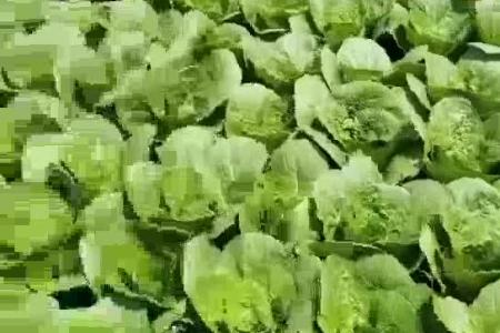 大顺气吸菠菜播种机应用案例