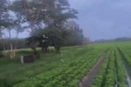 大顺大型气吸白菜播种机应用案例