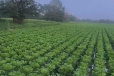 大顺大白菜播种机应用案例