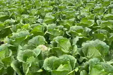 大顺气吸娃娃菜播种机应用案例