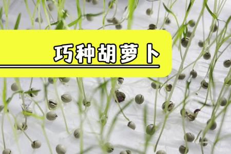 凯若特全自动种子丸粒机 蔬菜 药材小颗粒种子丸粒化