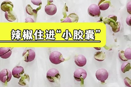 凯若特 蔬菜 药材种子丸粒机  单粒单丸 
