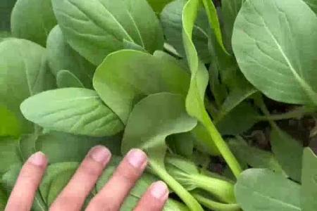 大顺气吸菠菜播种机应用案例