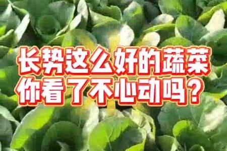 大顺大棚油菜播种机